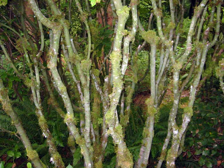 pruned vine maple trunks