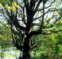 Trunk structure