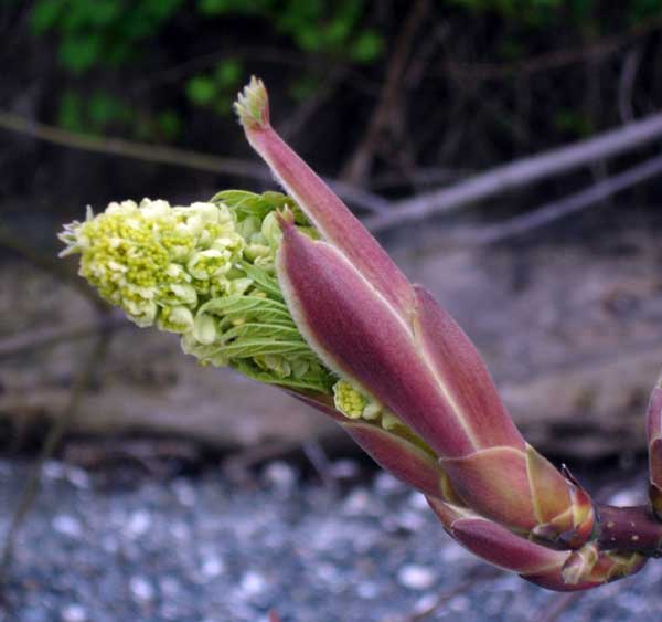 bigleaf maple emerging bloom