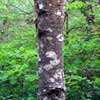red alder bark