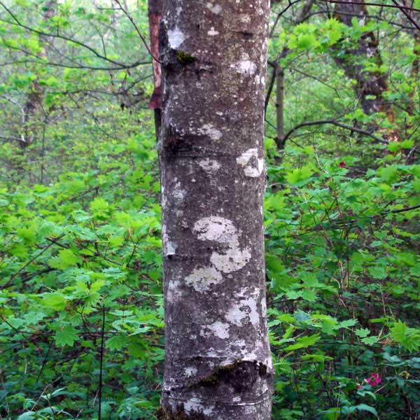 red alder bark