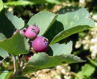 Serviceberry berries