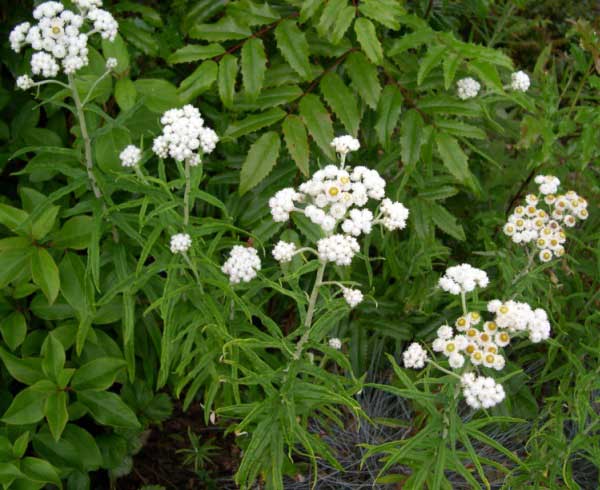 Peraly everlasting  in bloom