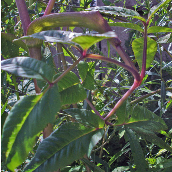 Kneeling angelica stem structure