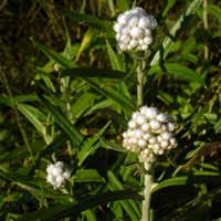 pearly everlasting bloom