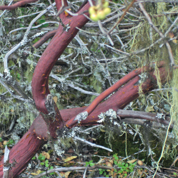 Hairy manzanita trunk
