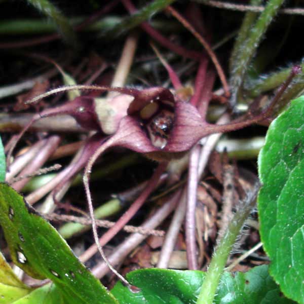 Wild ginger flower