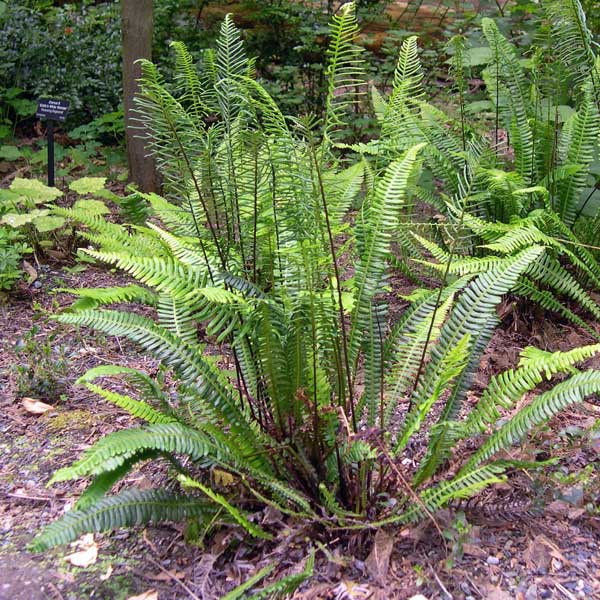 deer fern with both fronds