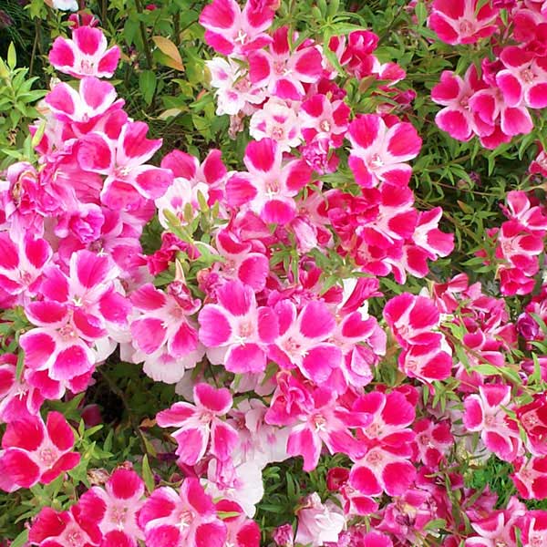 Swath of farewell-to-spring