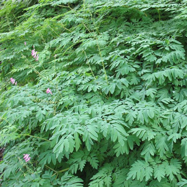 Scouler's corydalis foliage