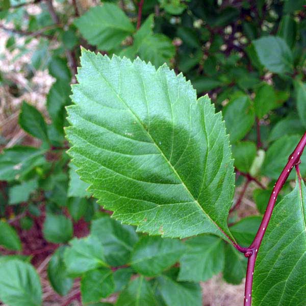 black hawthorn leaf