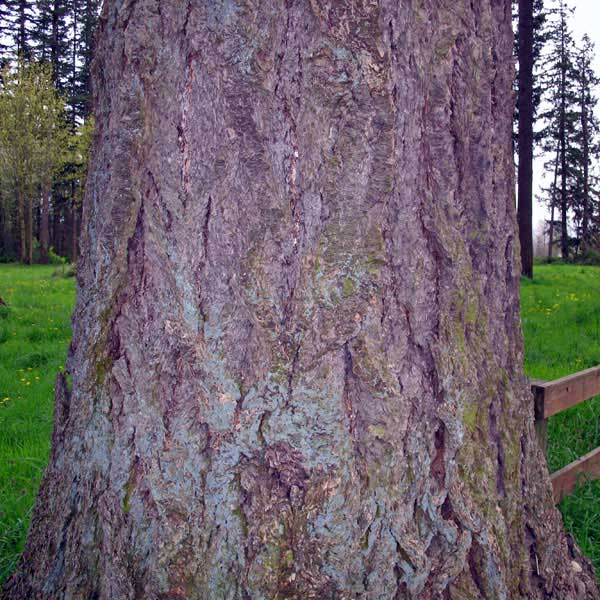 Douglas-fir trunk