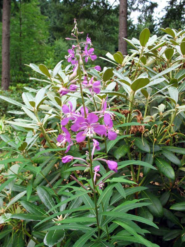 fireweed in bloom