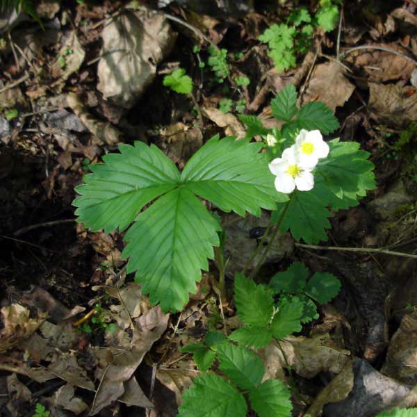 Wild strawberry in bloom