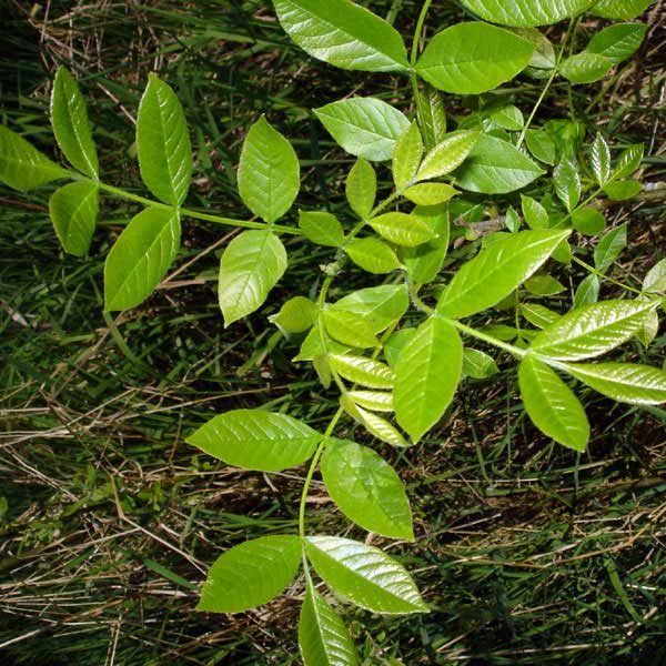 Oregon ash new leaves