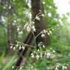 small flowered alumroot spray of flowers