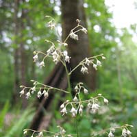 small flowered alumroot spray of flowers