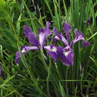 Oregon iris