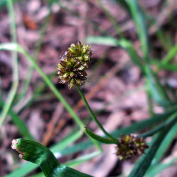 dagger-leaved rush seed head