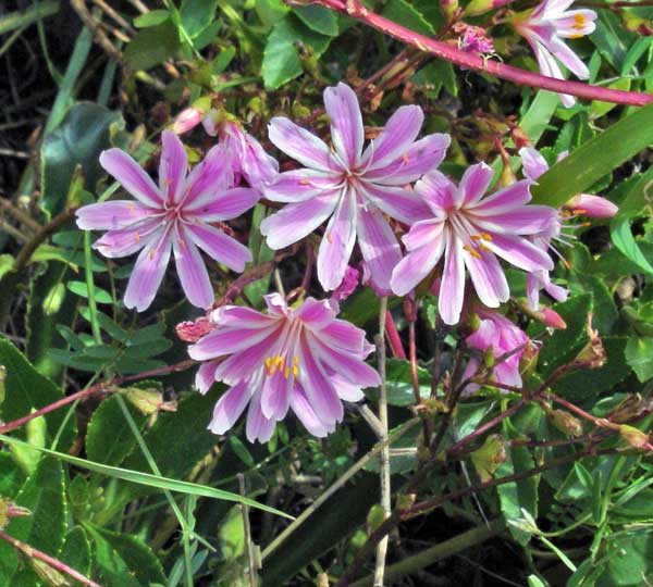 Columbia lewisia