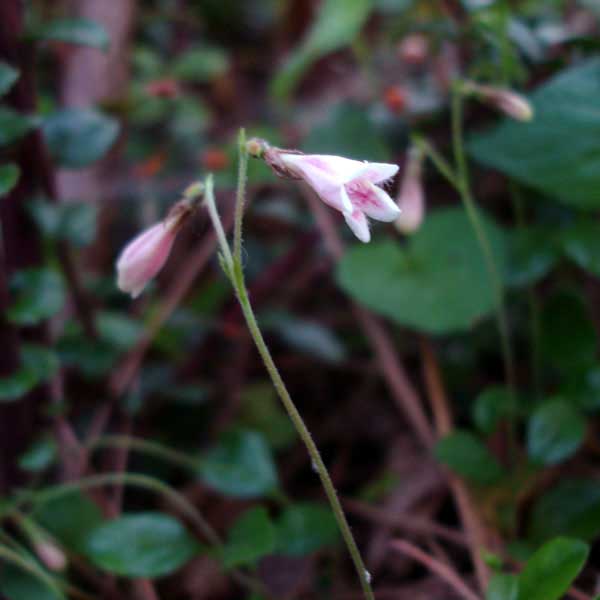 twinflower blooms
