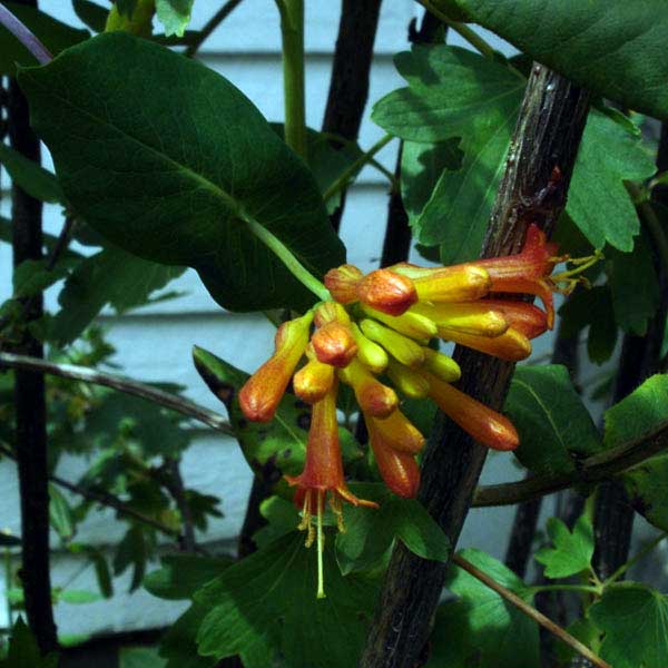 Orange honeysuckle bloom