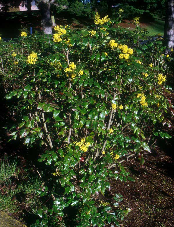 Tall oregon grape in bloom