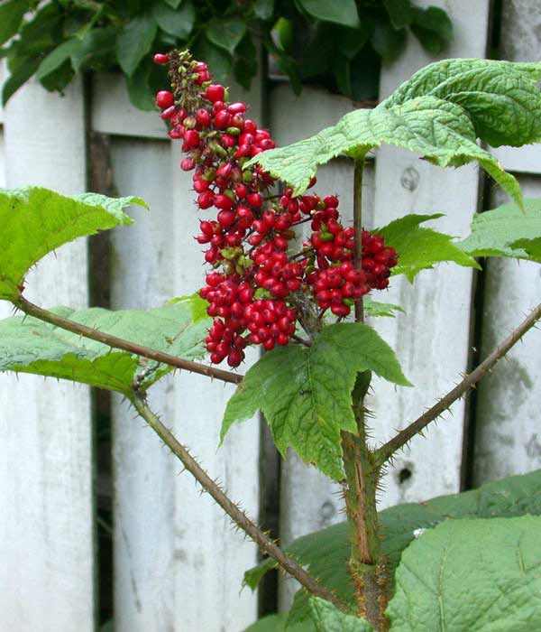 devil's club berries