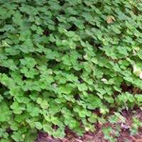 Oxalis