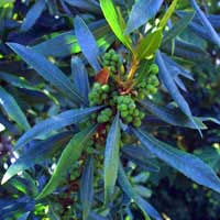 Pacific wax myrtle fruit
