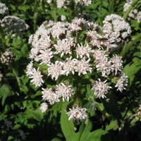 palmate coltsfoot flowers