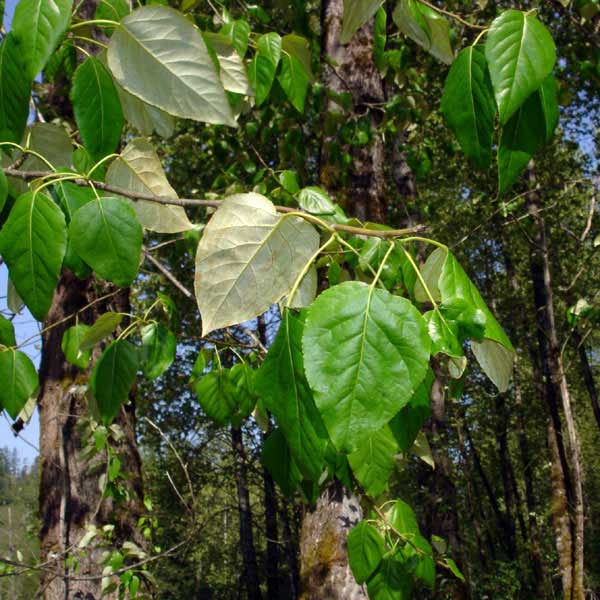 Black cottonwood leaves