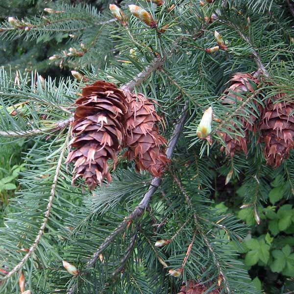 Douglas-fir cones