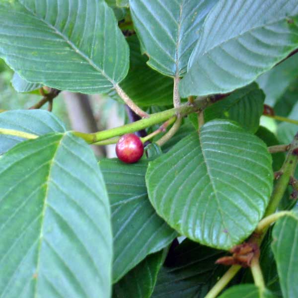 cascara fruit