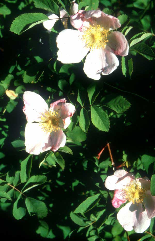 Nootka rose bloom