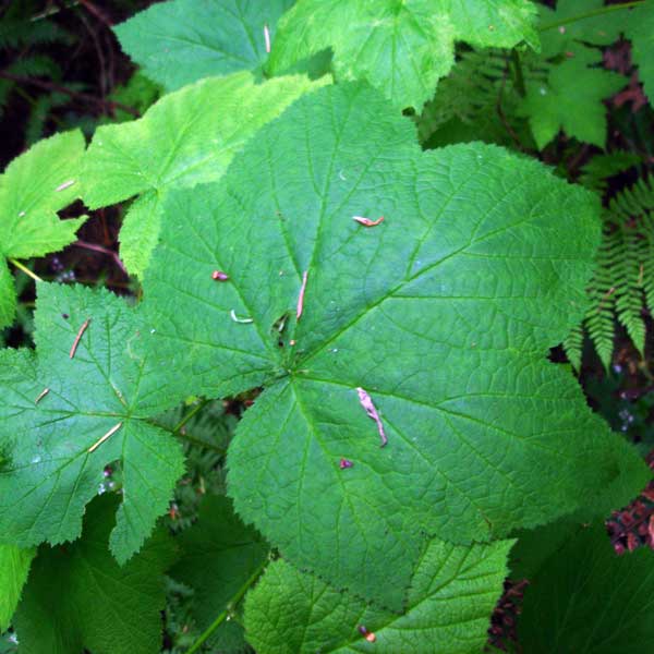 thimbleberry leaf