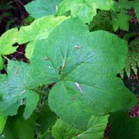 thimbleberry leaf