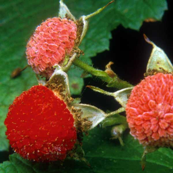 thimbleberry berries 