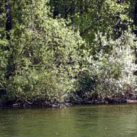 Sitka willow