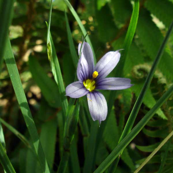blue-eyed grass closeup