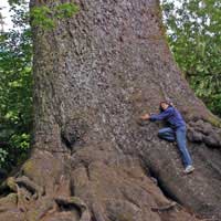Sitka spruce trunk