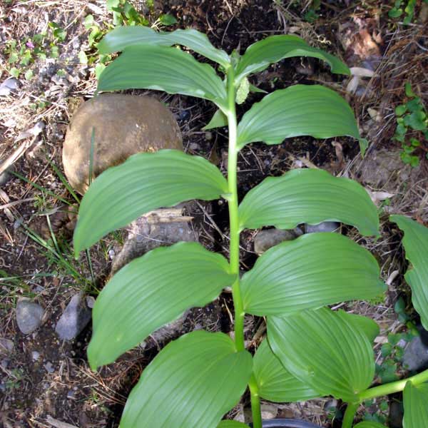 False Solomon's seal foliage