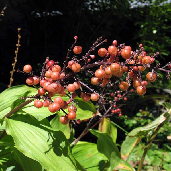 false Solomon's-seal berries