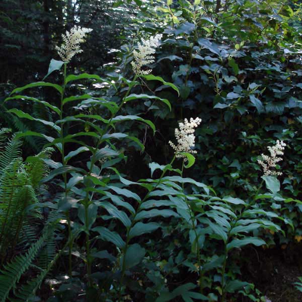 false Solomon's-seal in forest