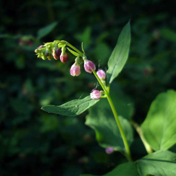 Trailing snowberry flower