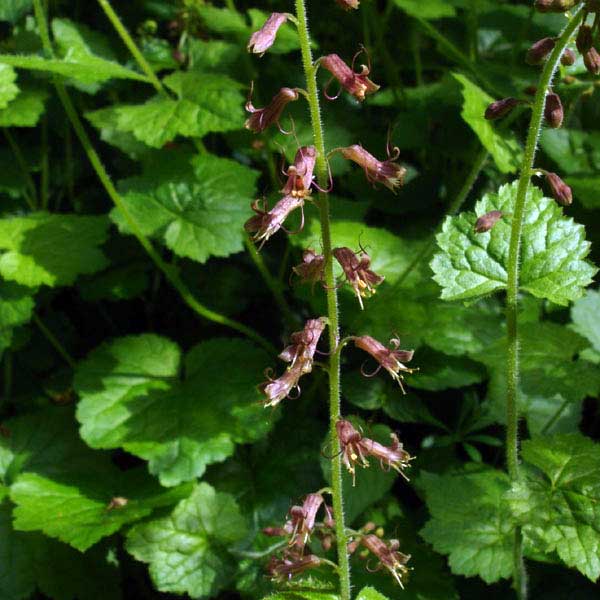 Piggyback plant