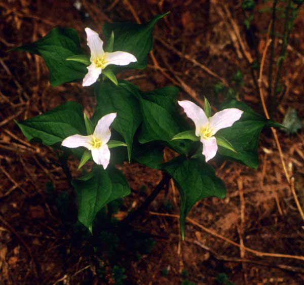 Trilliums