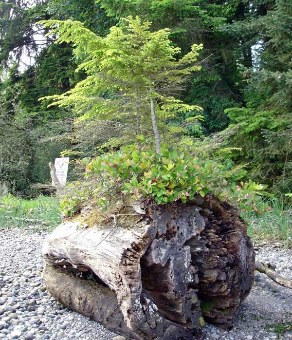 Western hemlock growing in a nurse log
