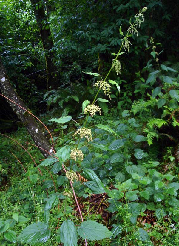 stinging nettle