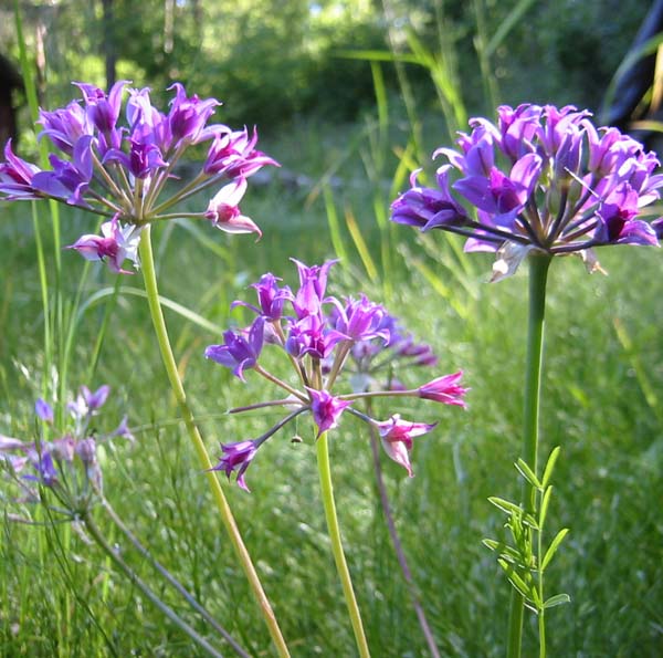 Taper-tip onion flowers